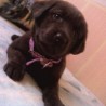 annie